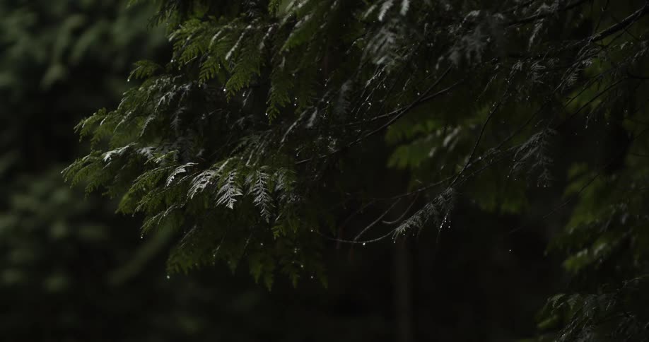 The water is dripping off the branches of the tree