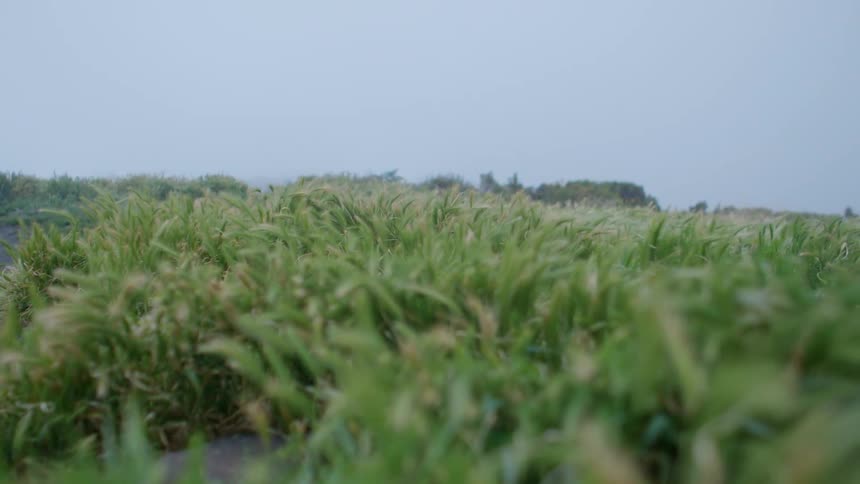 Blades of grass blowing in a field on a clear day