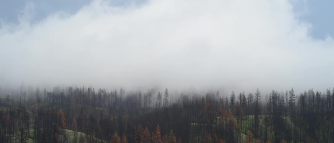 Fog hovers low over the woods