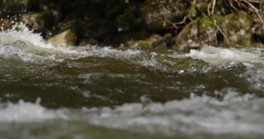 Water flows rapidly near trees and moss