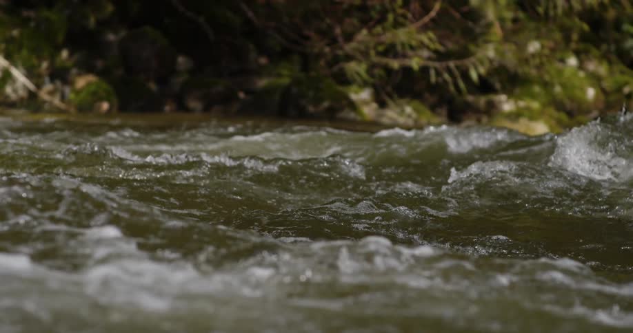 Water flows rapidly near trees and moss