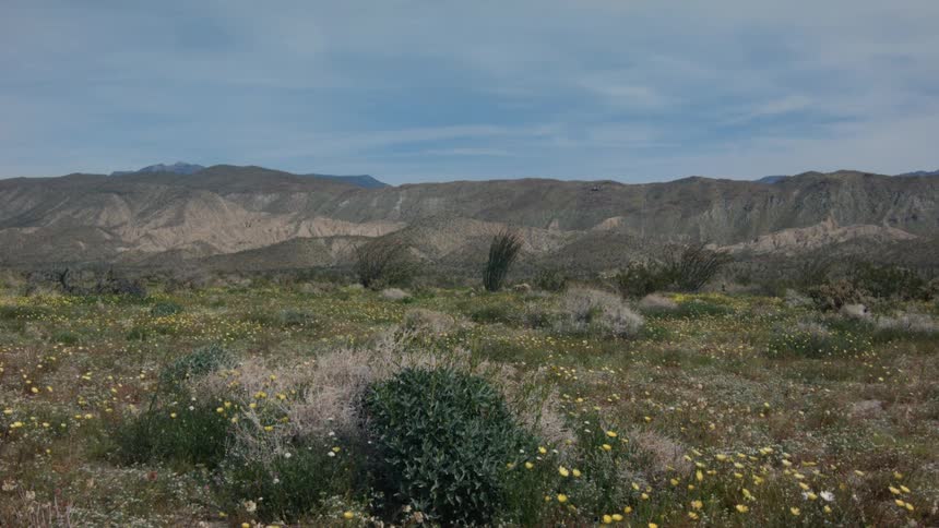 Shrubs and grass cover a rural landscape
