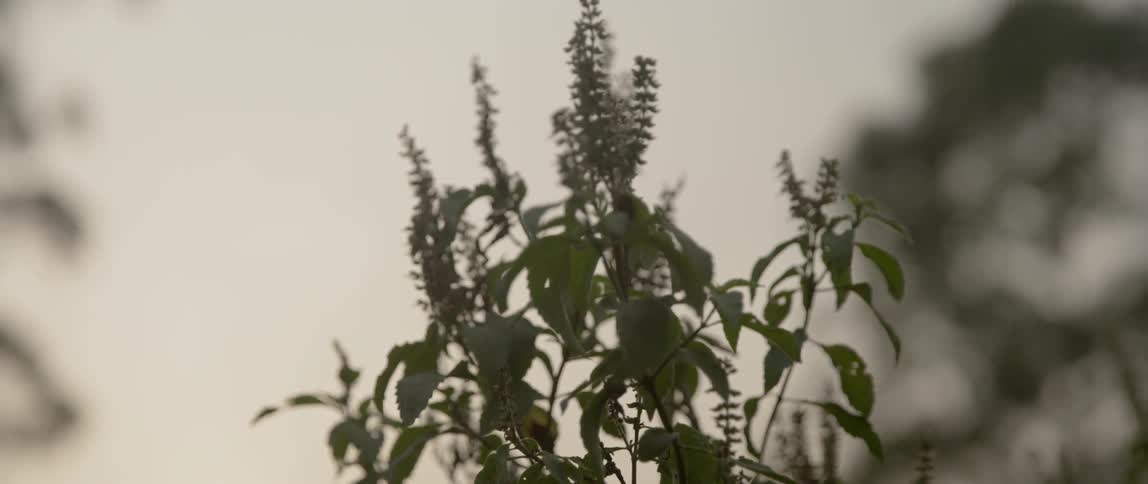 The plant slowly sways in the wind