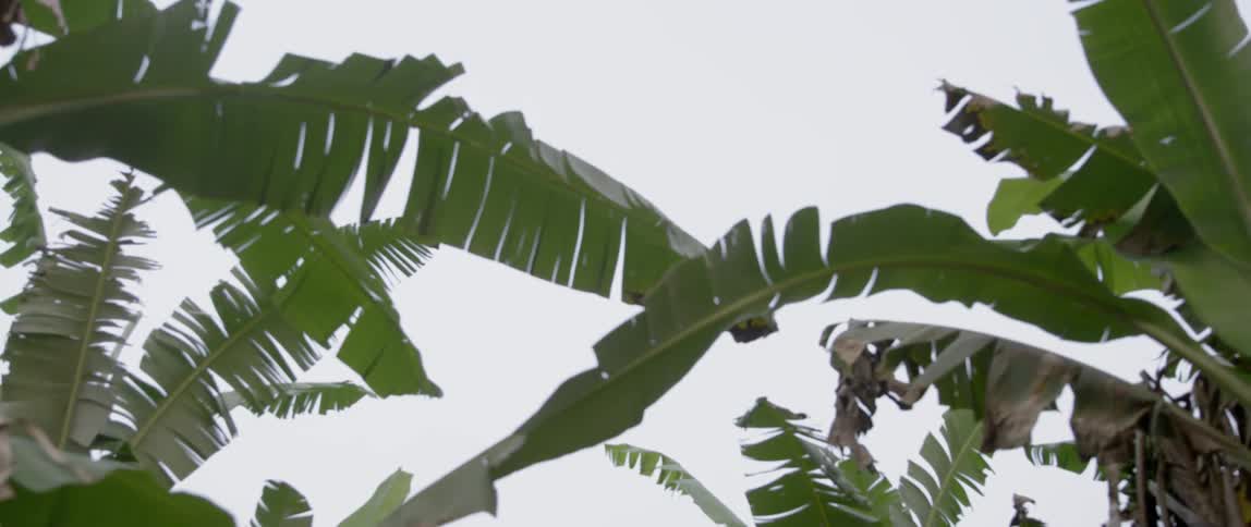 Large palm fronds sway in the breeze