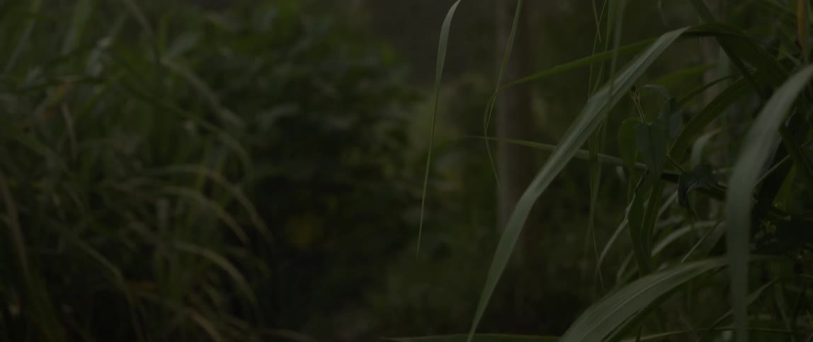 Dark area of growth in a forest on a cloudy day
