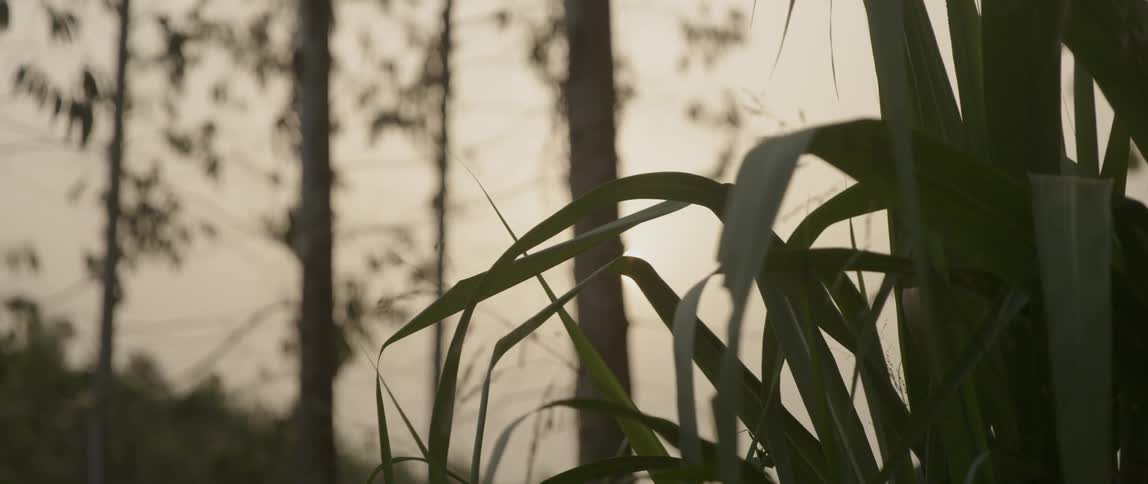 Tall weeds wave slowly in the woods