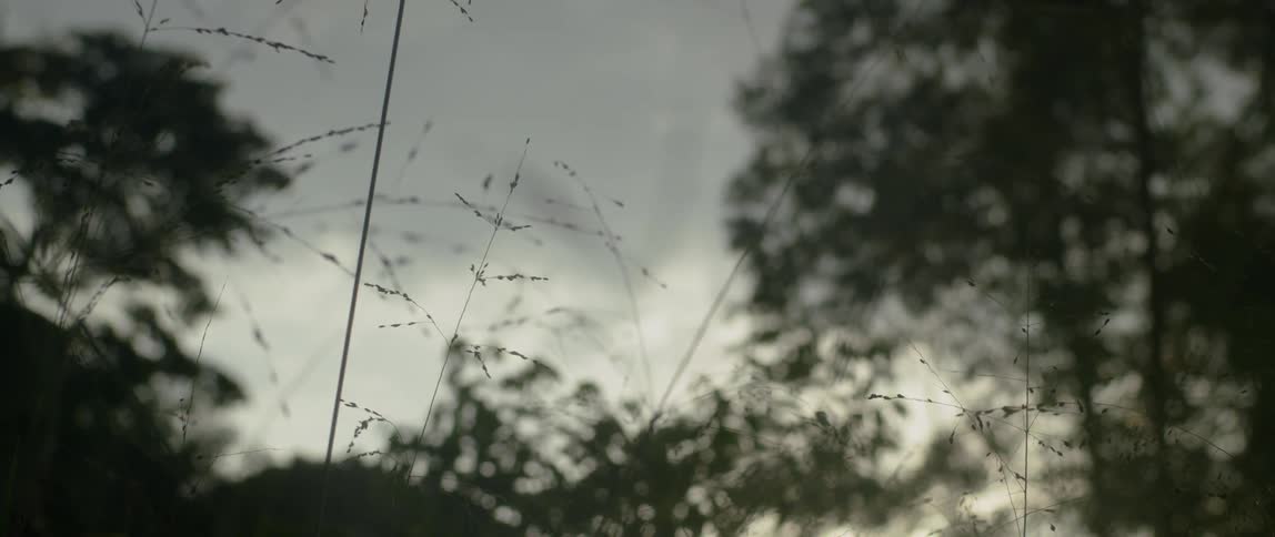 Plants and grass sway in the light breeze