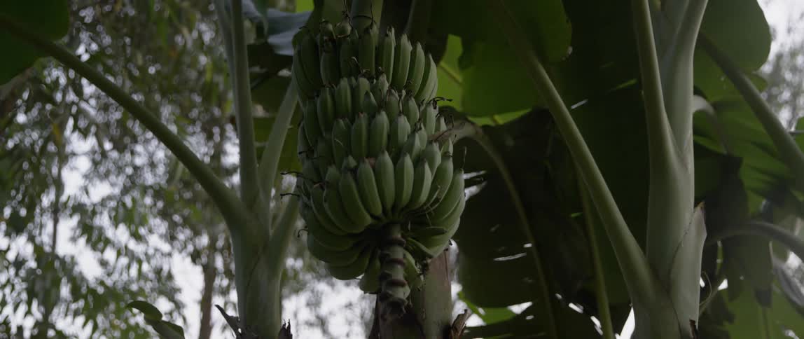 Green bananas hanging from a tree branch