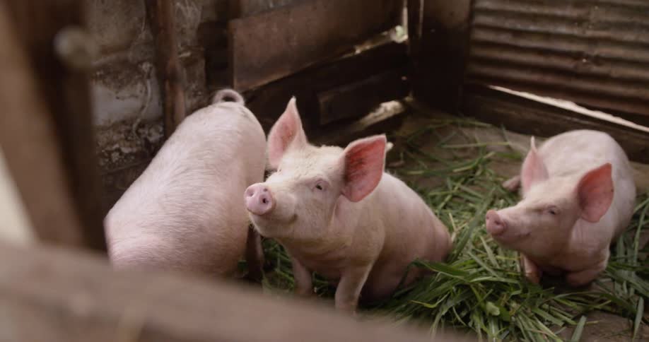 Pigs lay in a pen with grass trimmings