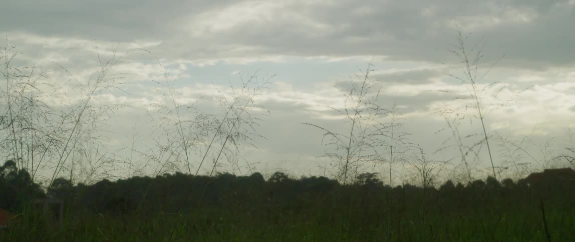 Tall weeds and grass sway in the breeze