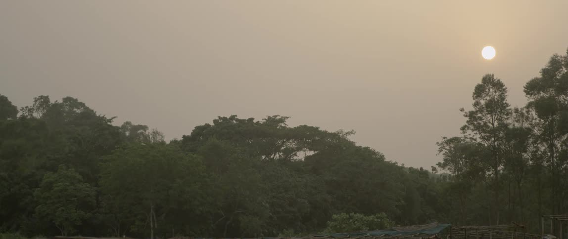 The sun shines on tall trees on a hazy day