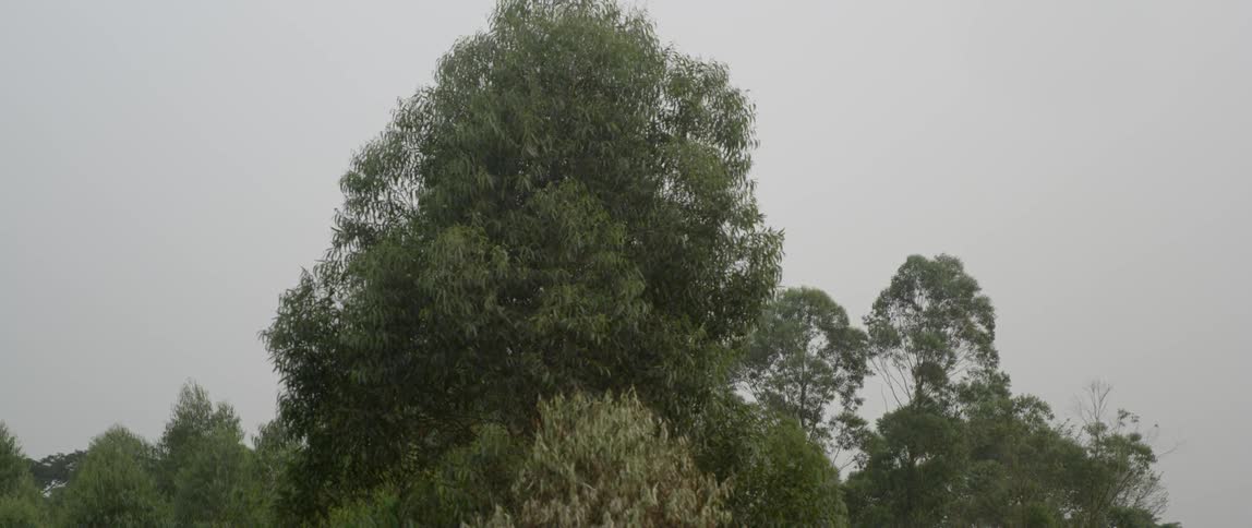 A tall tree reaches up into the cloudy sky