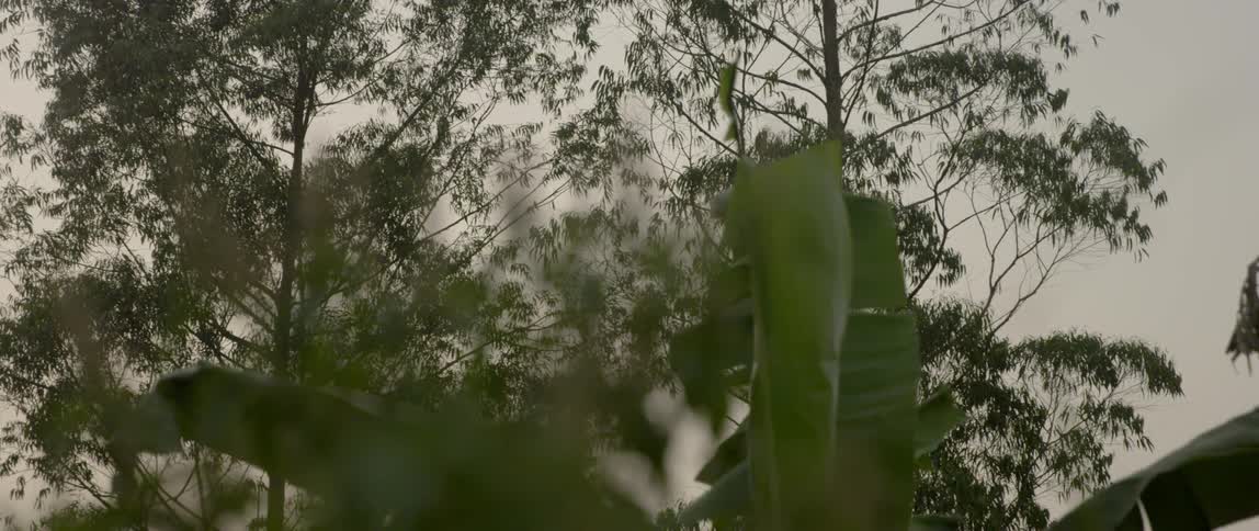 Plants and trees seen from a rainy window