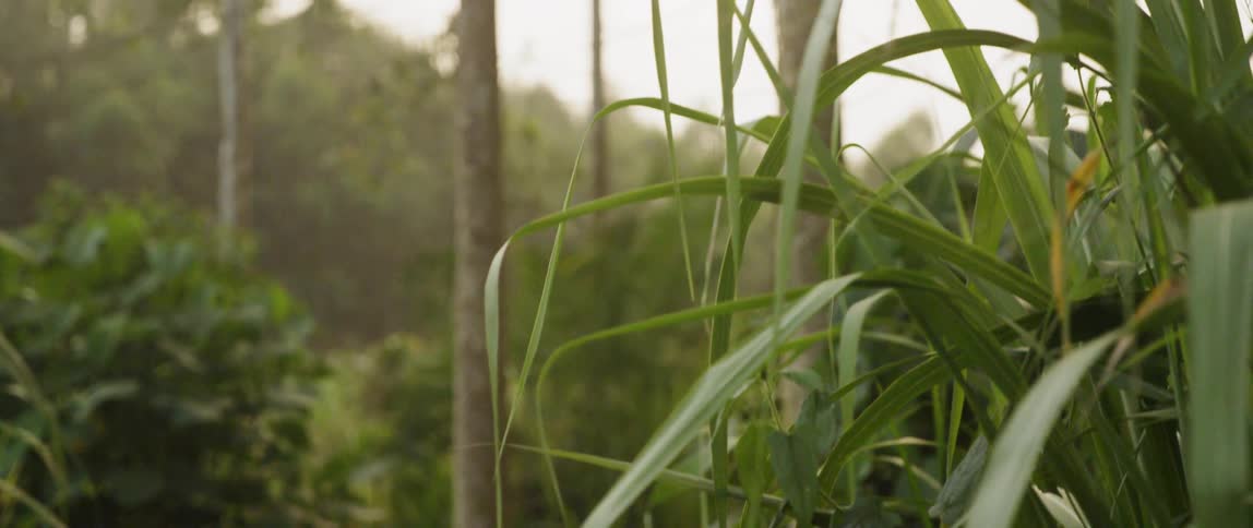 Grass and leaves sway in the light breeze