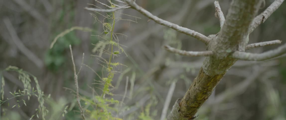 A tree branch without leaves surrounded by trees