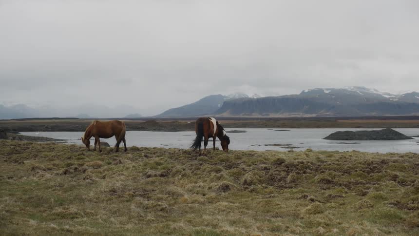 Two horses are grazing near a body of water in a natural setting during the day