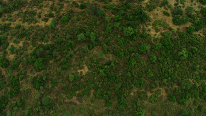 Tree covered flat land