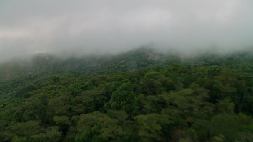 Clouds covering the sky over lush green trees in forest