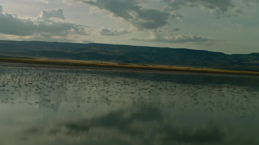 A flock of birds fly low over the water surface