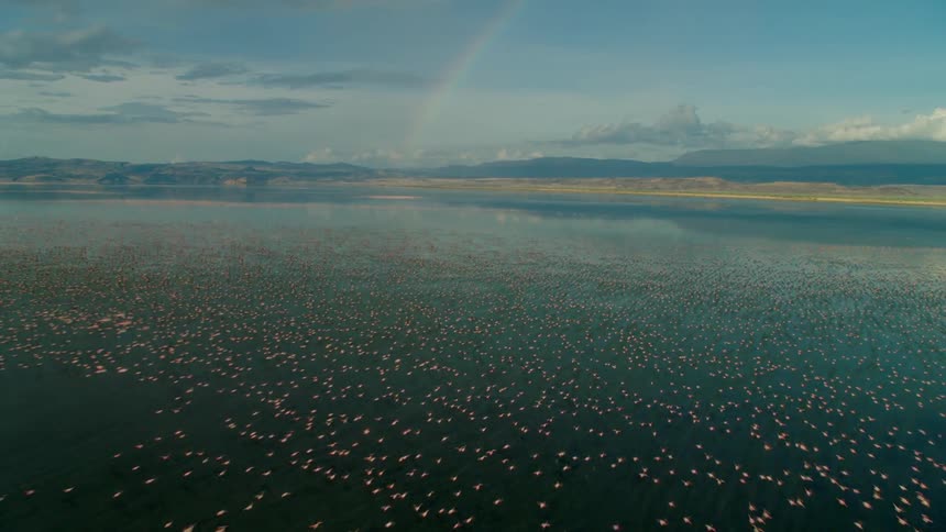 A flock of birds take off from the water surface