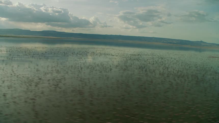 A flock of birds flap their wings on the surface of the water
