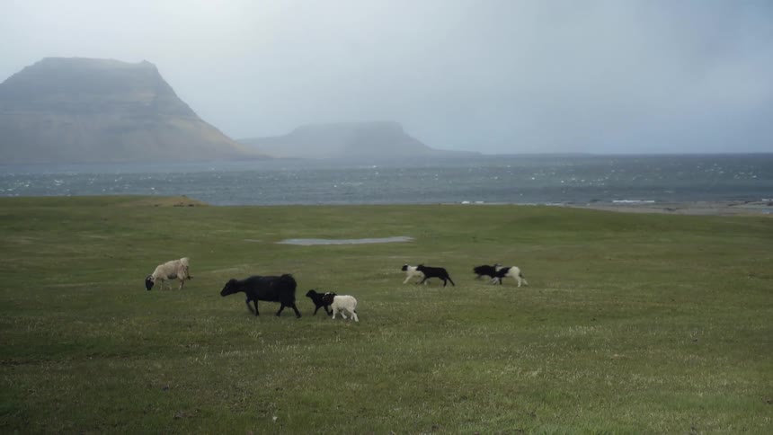 Cattle running in a field next to the sea on a cloudy day