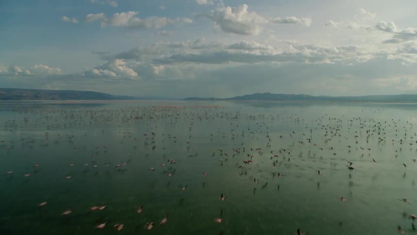 Large flock of birds flying just above the sea's surface on a cloudy day