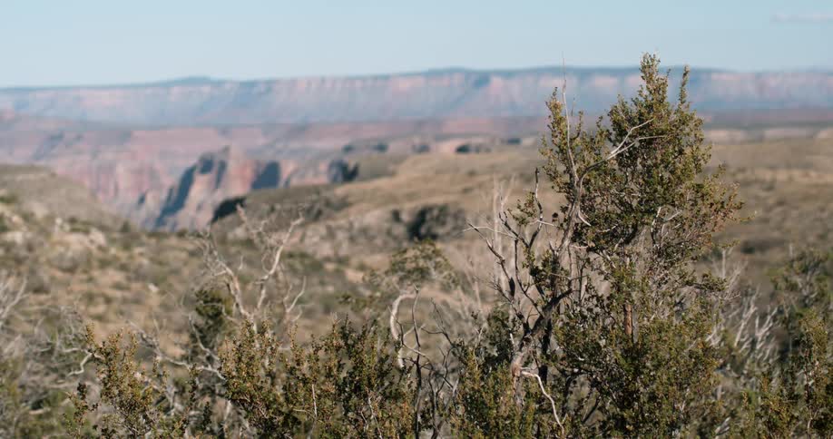 A bush is swaying in the breeze near a canyon in daylight
