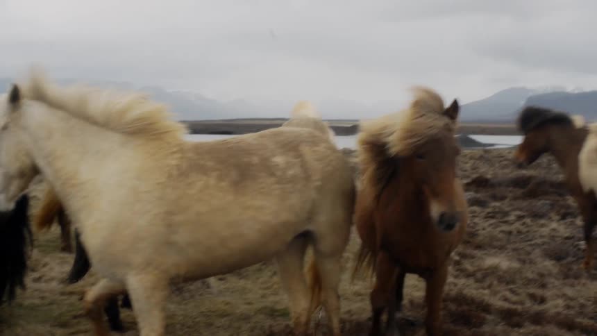 Wind blows the manes of wild horses