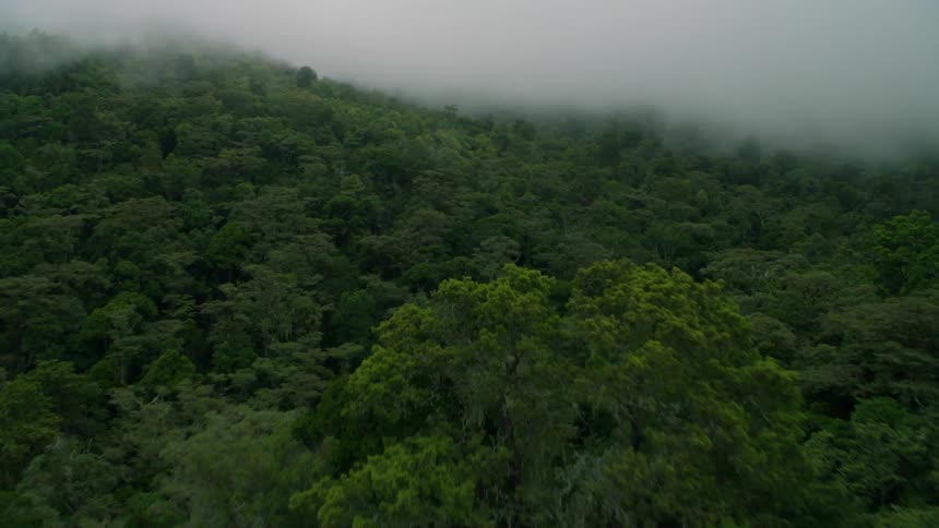 Mist floats above forest trees