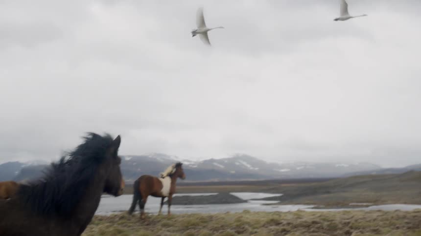 Horses stand in a grassy field and birds fly overhead