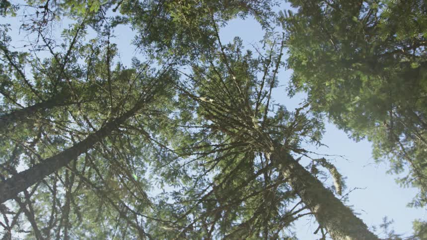 Forest trees tower overhead