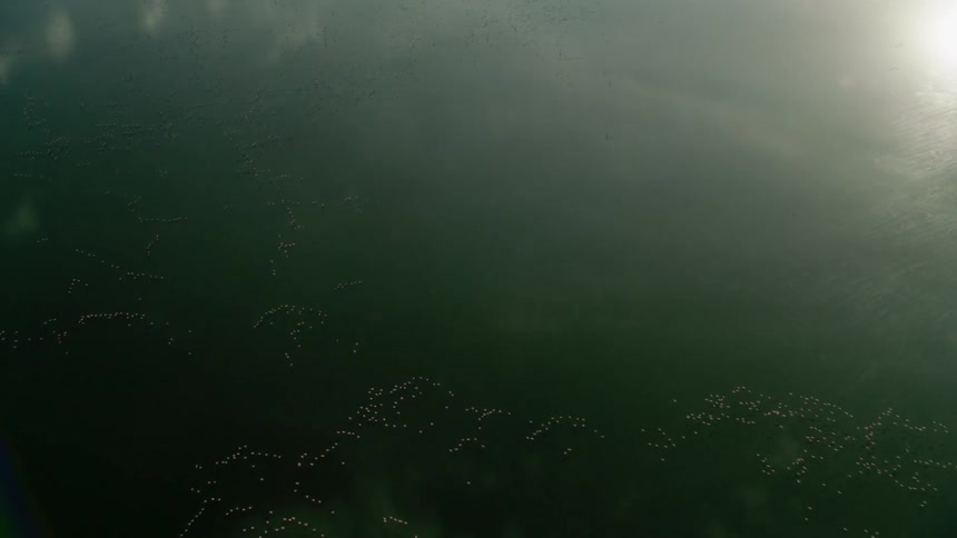 Flocks of birds are flying over a body of water in daylight