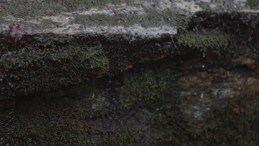 Water is dripping off of a moss-covered ledge in daylight