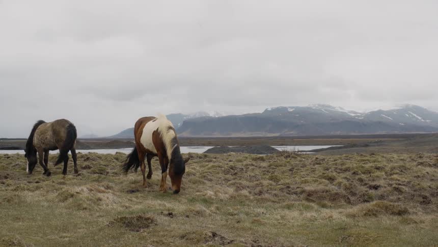 Wind blows tails and manes as horses graze