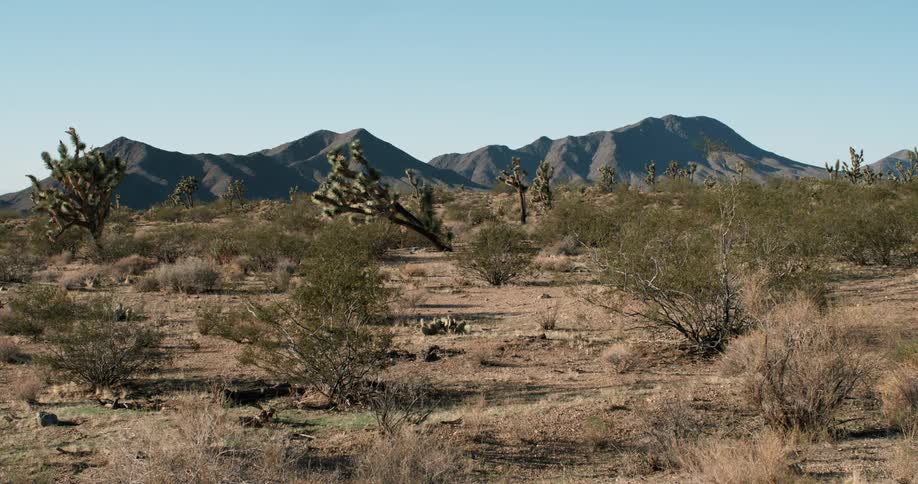 Desert covered in bushes and cacti