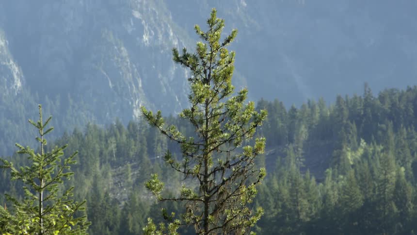 Green trees in forest on sunny day