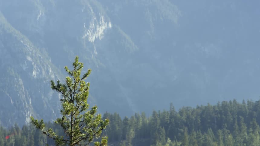 Trees in a forest with a mountain behind