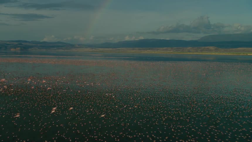 A flock of birds fly low over the water