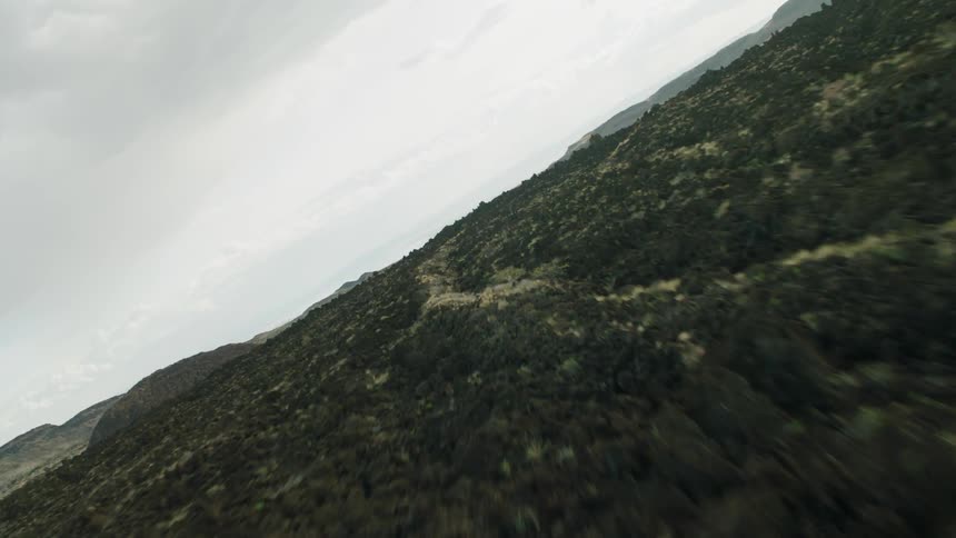 Trees cover hills and plains