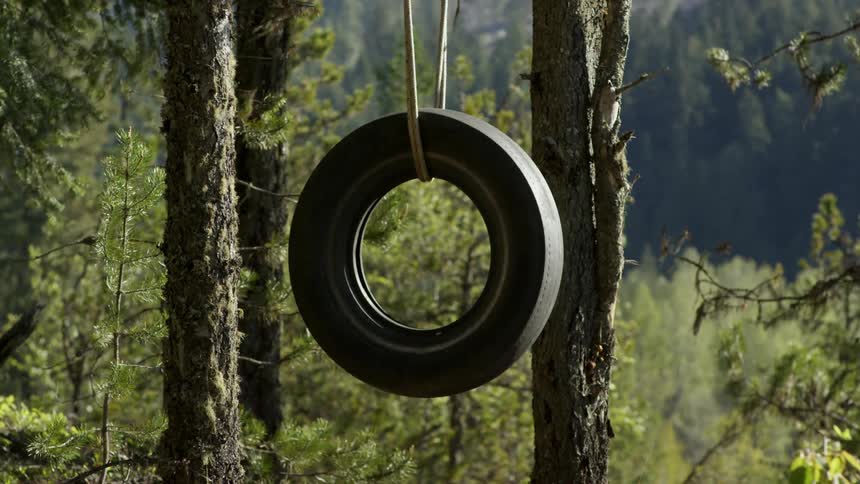 Tire swing hanging from tree on sunny day