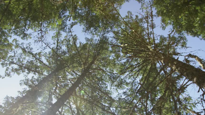 Sunshine filters through tall trees