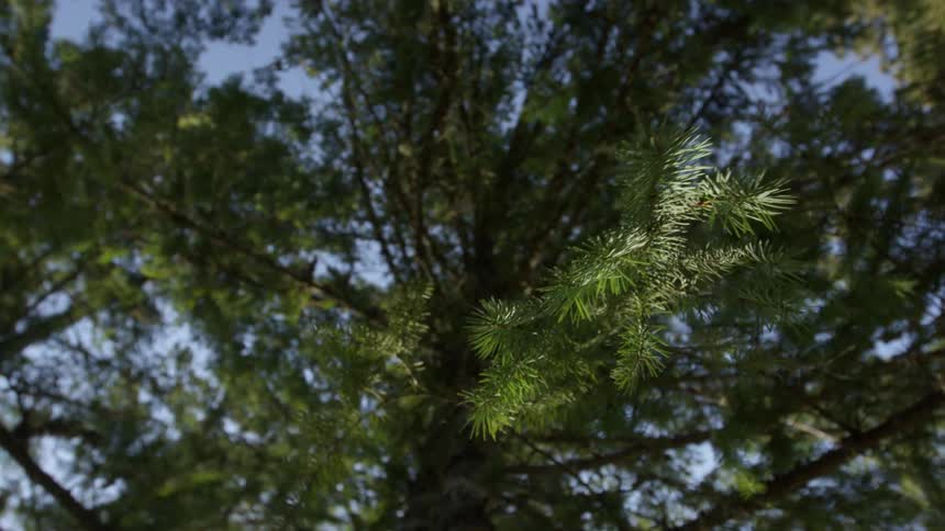 Branches on pine tree sway in the wind