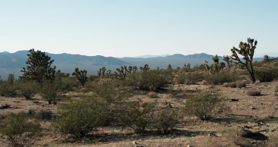 Bushes and cactus plants in desert on sunny day