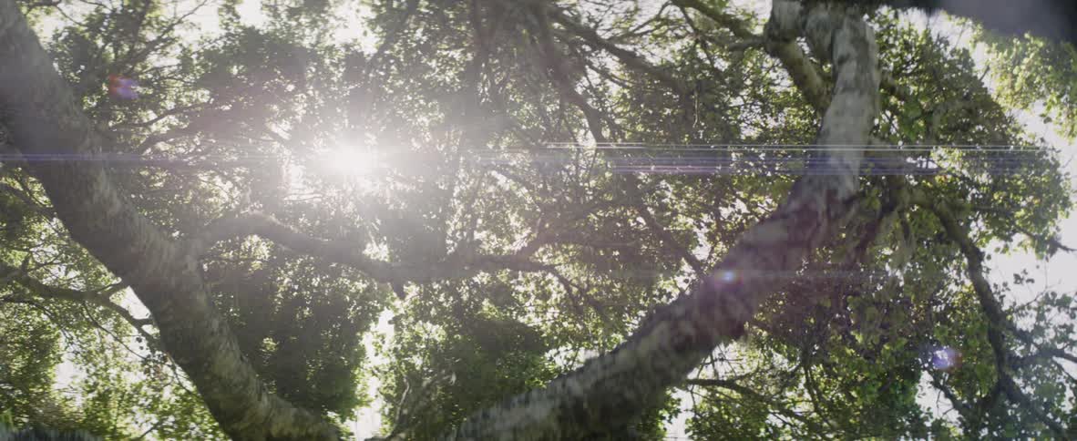 The sun shines through tree branches