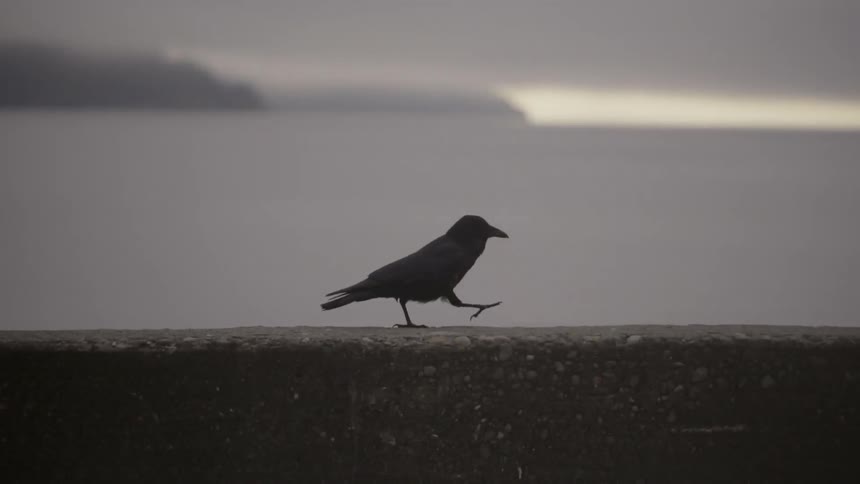 Small bird walking on a cloudy day