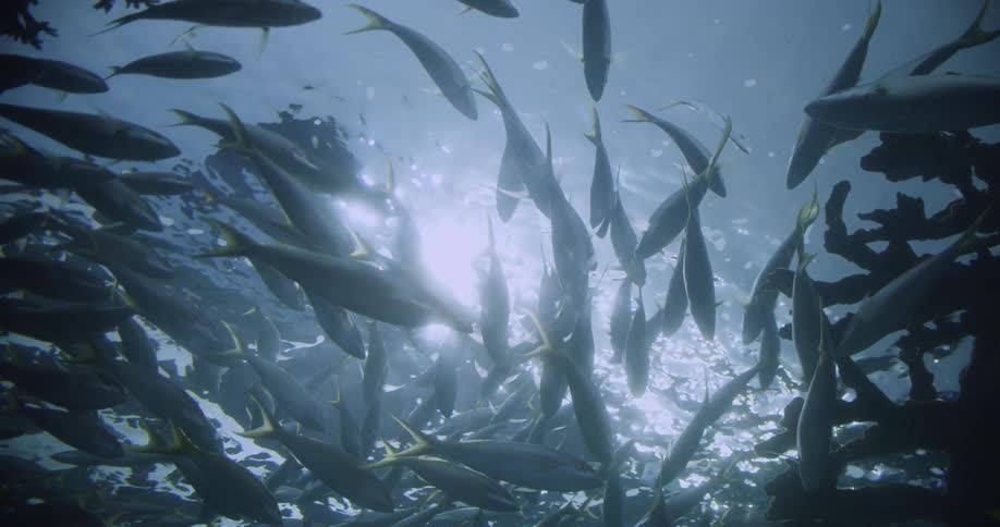 Fish swim in the ocean