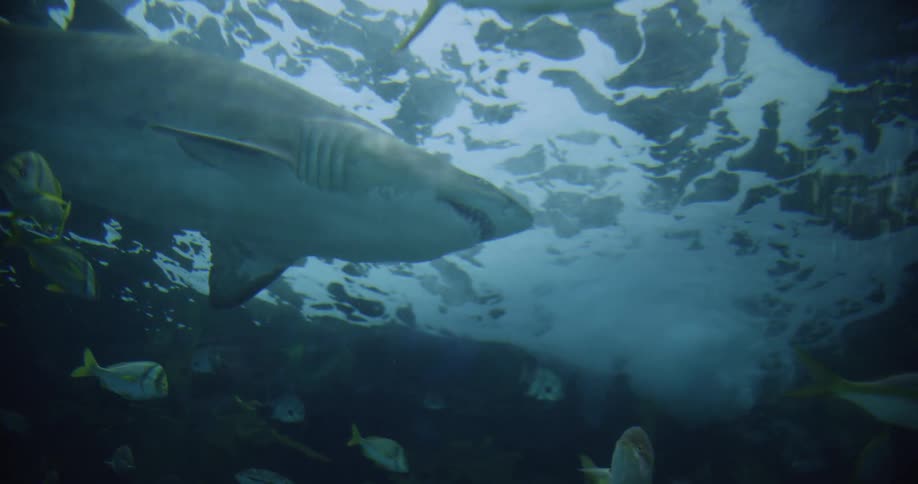 Surface water foams above sharks and fish swimming
