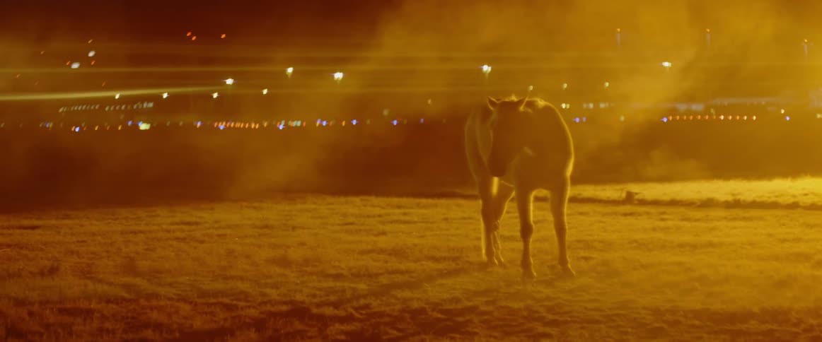 Horse stands in a foggy field at night
