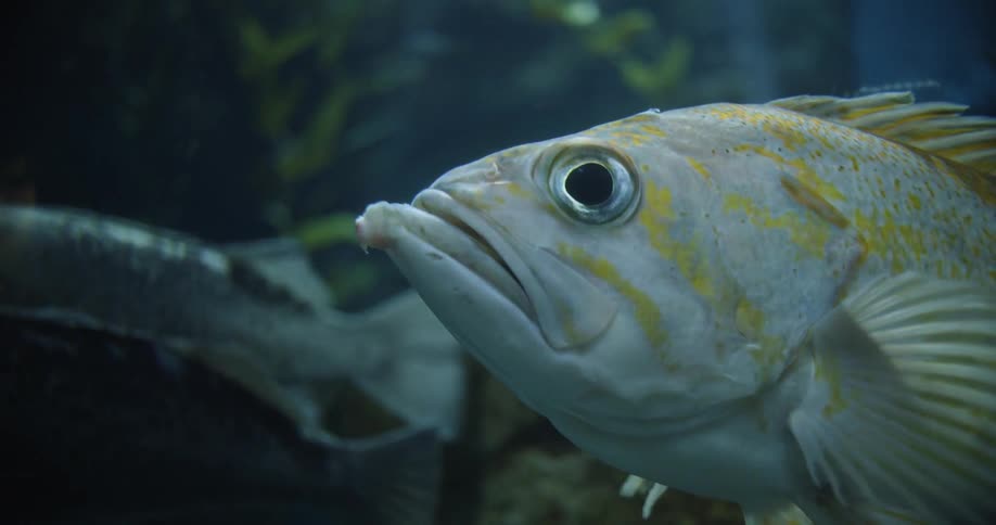 Fish swimming past a rock